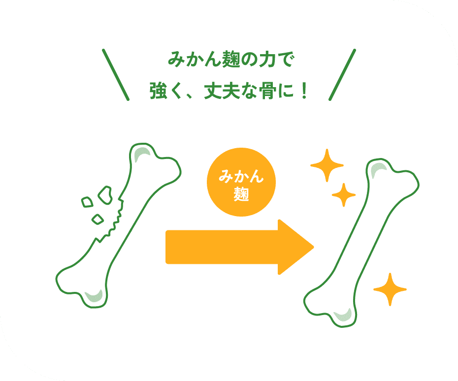 みかん麹の力で強く、丈夫な骨に！
