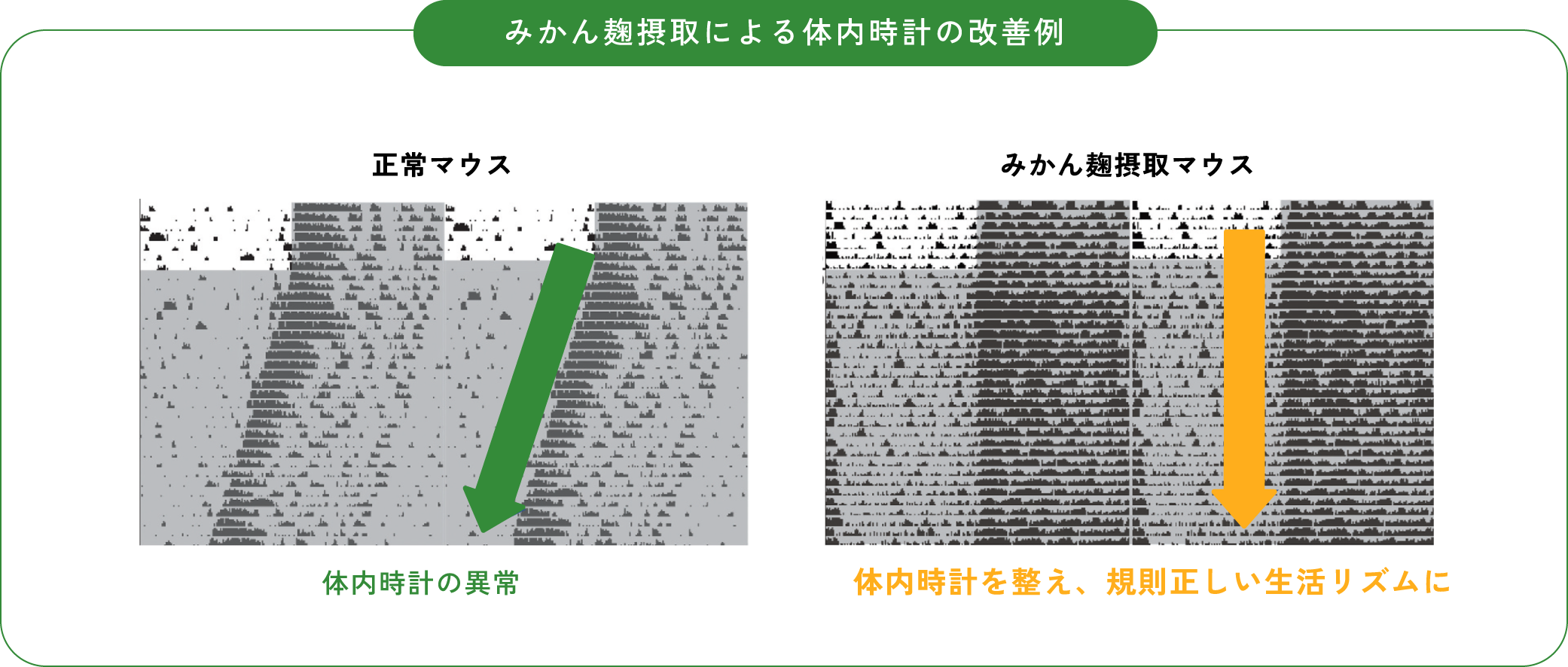 みかん麹摂取による体内時計の改善例